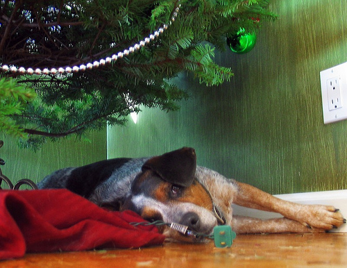 dog under tree