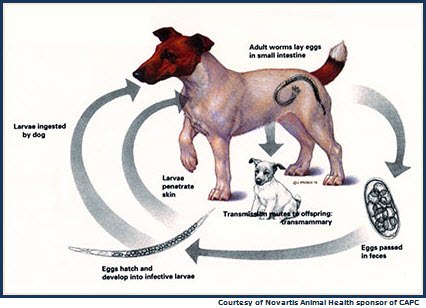 hookworm life cycle in dogs