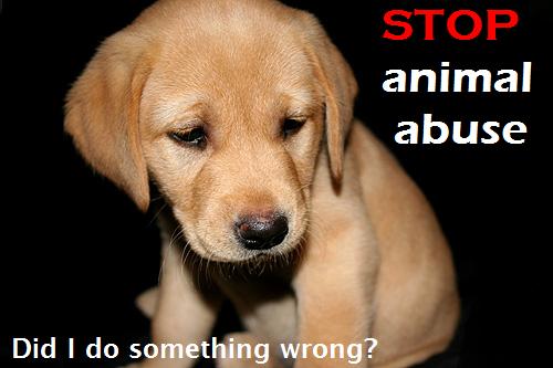 animal abuse quotes