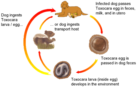 what is the life cycle of roundworms in dogs